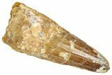 Fossil Spinosaurus Tooth - Real Dinosaur Tooth #357836-1